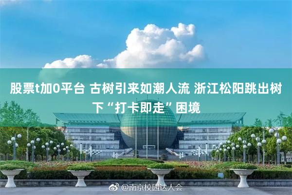 股票t加0平台 古树引来如潮人流 浙江松阳跳出树下“打卡即走”困境